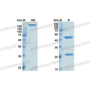 恩莫單抗,Research Grade Enlimomab  (DHC16002)