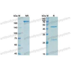 曲戈盧單抗,Research Grade Trevogrumab  (DHA30602)