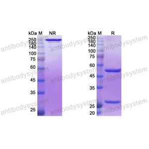 伐达妥昔单抗,Research Grade Vadastuximab  (DHD37503)