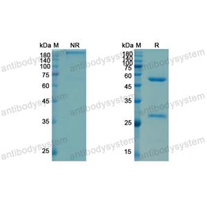 沙妥莫单抗,Research Grade Satumomab  (DHK10001)