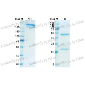 Research Grade Firivumab  (DVV03802)