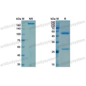 Research Grade Lilotomab  (DHC85101)