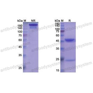 Research Grade Capromab  (DHG01303)