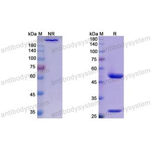 地莫单抗,Research Grade Detumomab  (DHK11001)