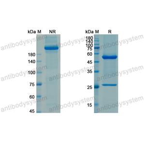 阿伐苏单抗,Research Grade Ascrinvacumab  (DHE20501)