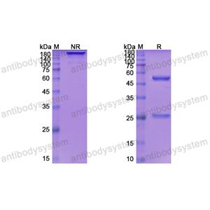 Research Grade Depatuxizumab  (DHB86908)