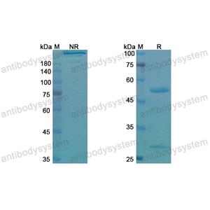 Research Grade Votumumab  (DHK11401)