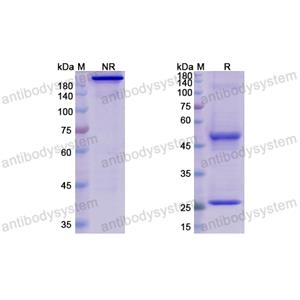 依更妥單抗,Research Grade Elgemtumab  (DHD48401)