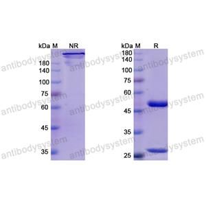 Research Grade Inolimomab  (DHB95804)