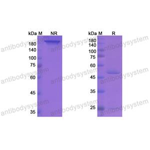 瑞加韋單抗,Research Grade Regavirumab  (DVV02901)