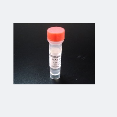 形态发生紊乱关联激活因子1蛋白,DAAM1 Protein