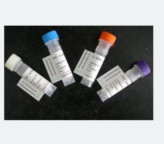Dapper2蛋白,Dact2 Protein