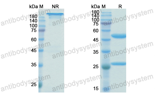 泊特埃單抗,Research Grade Birtamimab  (DHC65501)