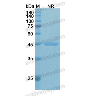 利伐巴珠单抗,Research Grade Rivabazumab  (DXX03402)