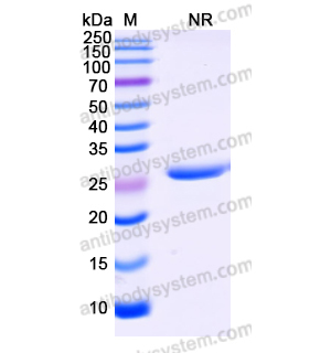 沃巴利珠单抗,Research Grade Vobarilizumab  (DHC36906)