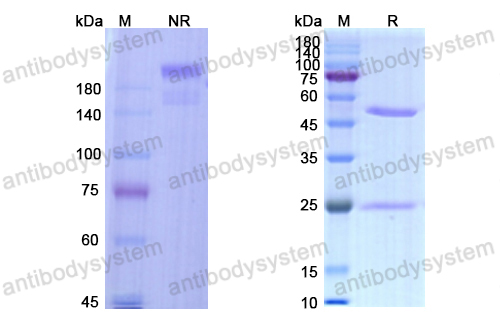 苏托舒单抗,Research Grade Suvratoxumab  (DXX00102)