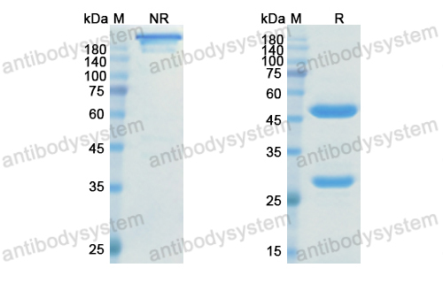 Research Grade Ranevetmab  (DQB91702)