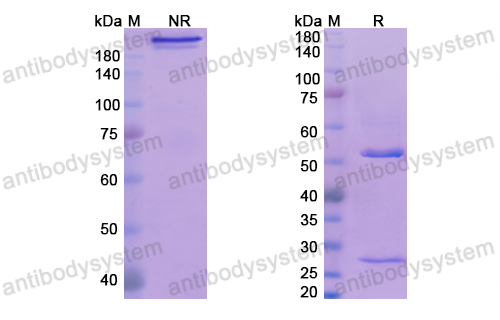 他利昔珠單抗,Research Grade Tavolimab  (DHE43203)