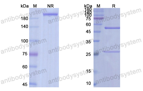 那赛昔珠单抗,Research Grade Navicixizumab  (DHJ65303)