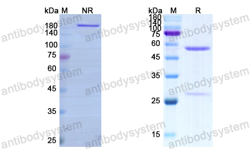 珀伽利珠單抗,Research Grade Pogalizumab  (DHE43202)