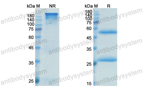 鲁帕妥单抗,Research Grade Lupartumab  (DHB60001)