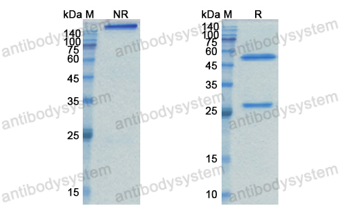 坦比妥昔單抗,Research Grade Tabituximab  (DHJ94801)