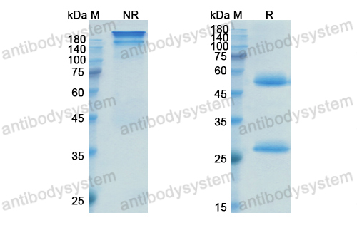 英妥珠單抗,Research Grade Inotuzumabc  (DHD38502)