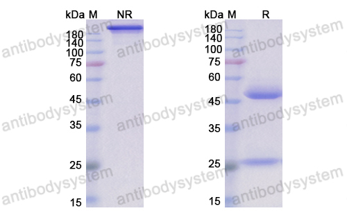 替米妥珠单抗,Research Grade Timigutuzumab  (DHC09605)