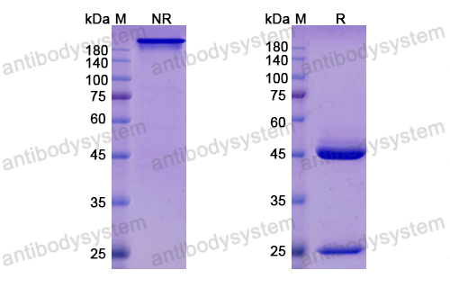 泛维珠单抗,Research Grade Felvizumab  (DVV02804)