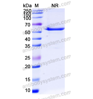 Research Grade Eluvixtamab  (DHD37504)