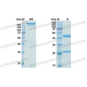 泊特埃單抗,Research Grade Birtamimab  (DHC65501)