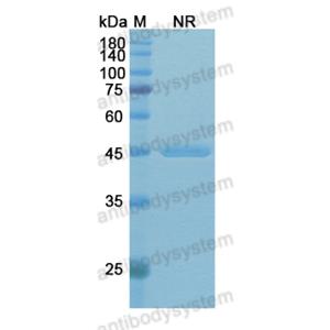Research Grade Rivabazumab  (DXX03402)