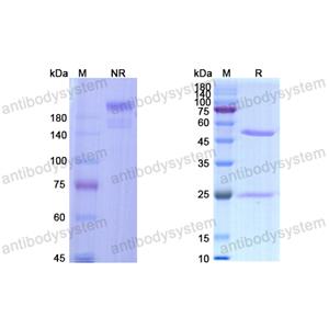 苏托舒单抗,Research Grade Suvratoxumab  (DXX00102)