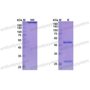 Research Grade Ladiratuzumab  (DHG52901)