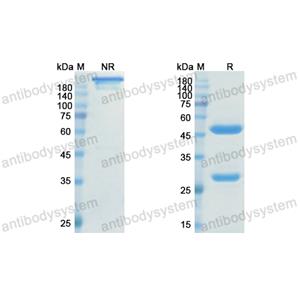 Research Grade Ranevetmab  (DQB91702)