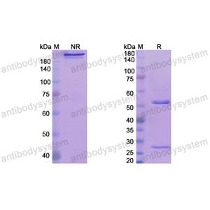 Research Grade Tavolimab  (DHE43203)