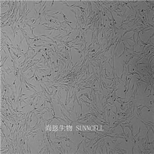 仓鼠肾成纤维细胞,BHK-21