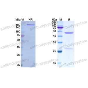 珀伽利珠單抗,Research Grade Pogalizumab  (DHE43202)