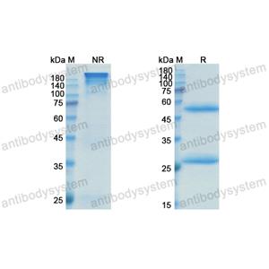 Research Grade Lupartumab  (DHB60001)