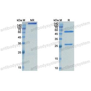 坦比妥昔單抗,Research Grade Tabituximab  (DHJ94801)