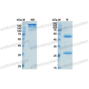 英妥珠單抗,Research Grade Inotuzumabc  (DHD38502)