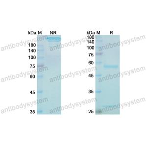 Research Grade Lintuzumab  (DHD37502)