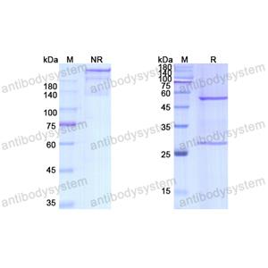 迪扎米珠單抗,Research Grade Dezamizumab  (DHC00101)