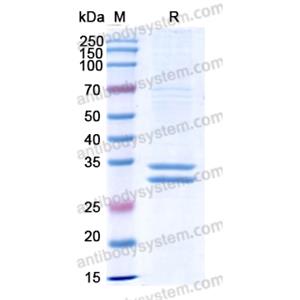 Research Grade Flotetuzumab  (DHD72504)