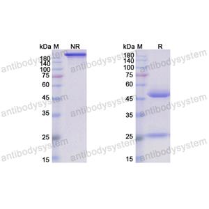 替米妥珠单抗,Research Grade Timigutuzumab  (DHC09605)