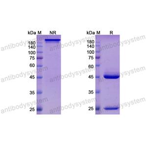 Research Grade Felvizumab  (DVV02804)