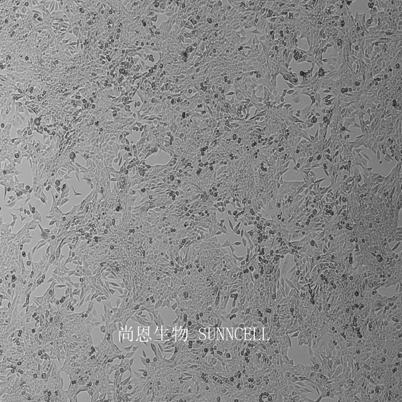小鼠胰腺癌细胞,PAN02