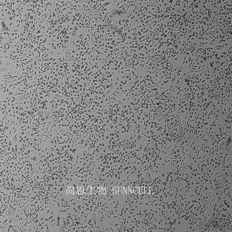 小鼠乳腺上皮细胞,HC11
