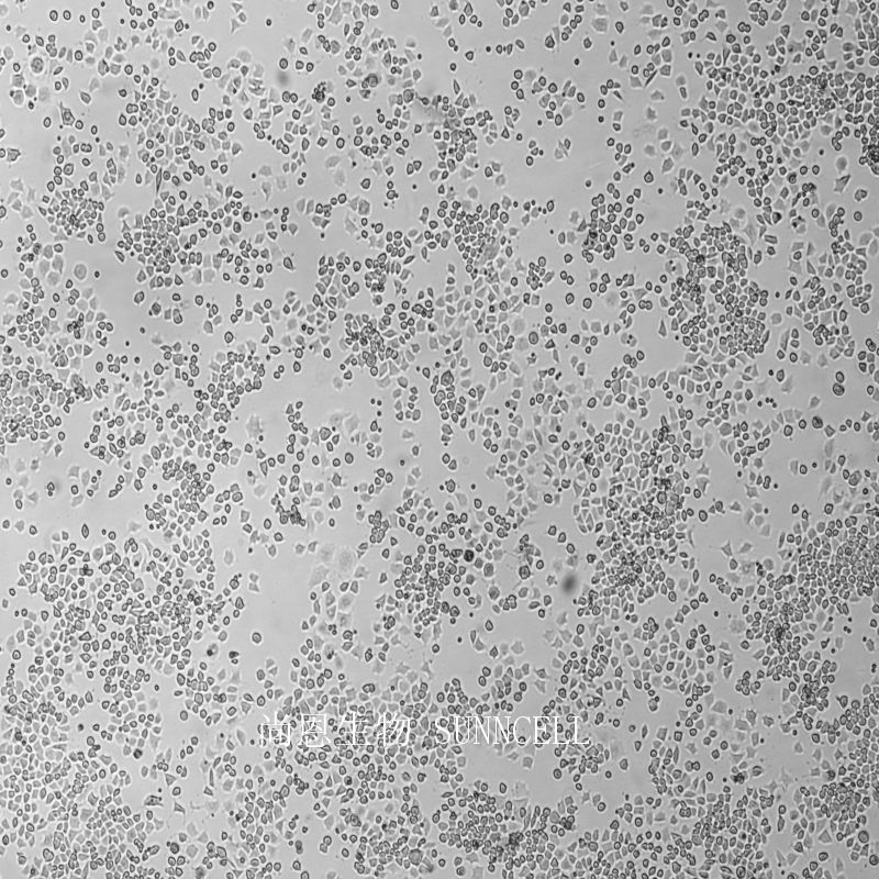 大鼠Ⅱ型肺泡上皮细胞,RLE-6TN