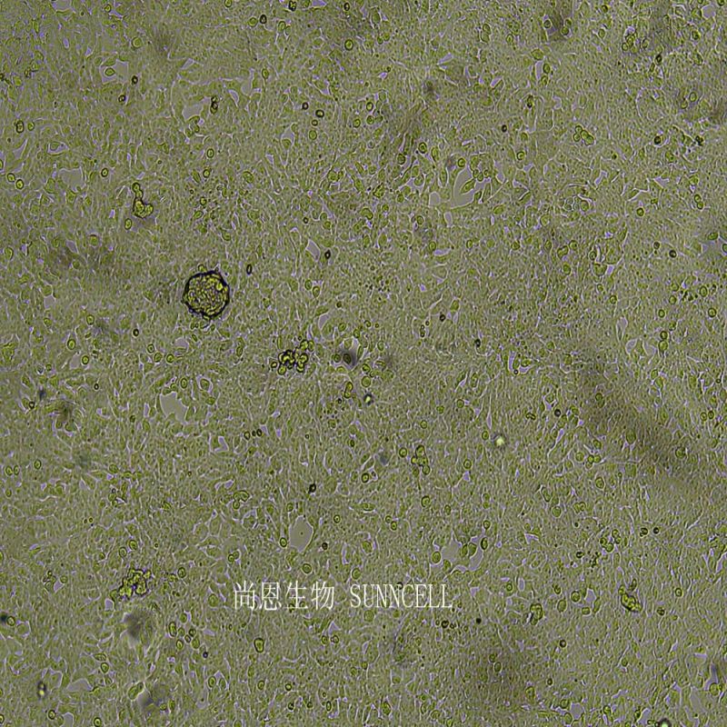 小鼠神经干细胞,NE-4C